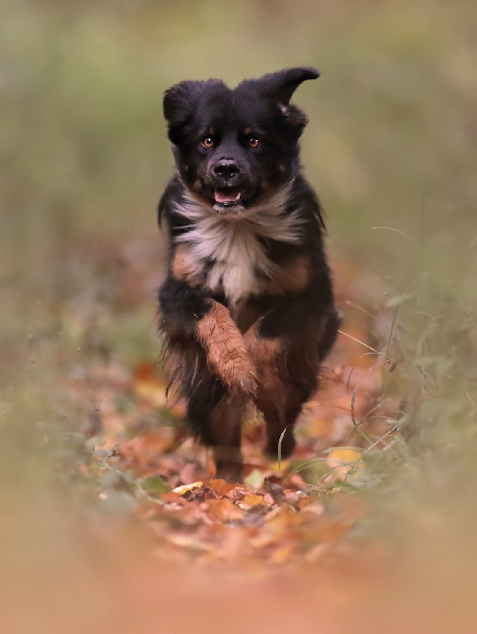 Hundeschule in Neustadt Ostholstein - Kursübersicht