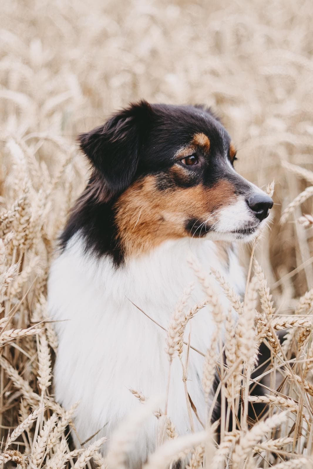 Hundeschule in Neustadt Ostholstein - Kursübersicht